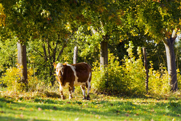 cow with trees