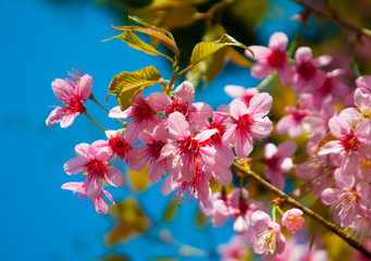 Pink Sakura floral branch, Cherry Blossoms