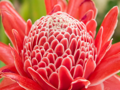 Fototapeta torch ginger against lush tropical growth