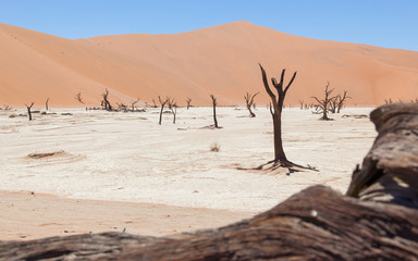 Dead acacia trees and red dunes of Namib desert