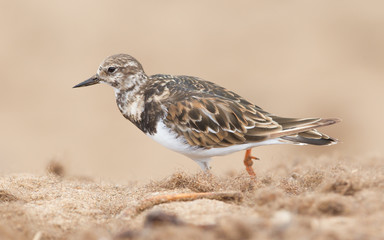 Sandpiper on the beach at Cape Cross