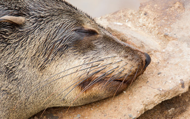 Cape fur seal (Arctocephalus pusillus)