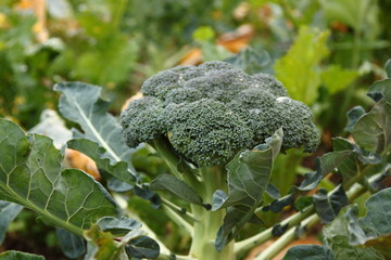 broccoli