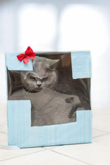 Britisch Kurzhaar, Katze, Karton, Geschenk, böser Blick