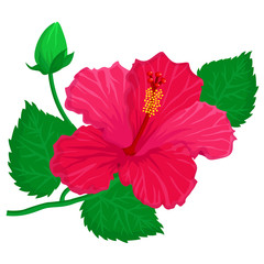 Hibiscus Flower