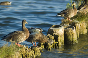 Ducks on the breakwater