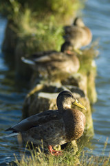 Ducks on the breakwater