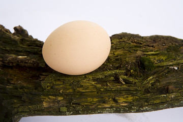 One egg on natural wooden ground