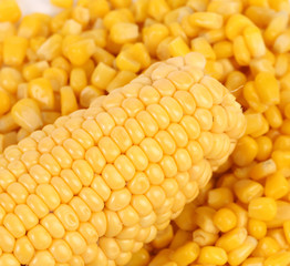 Tasty yellow ear of corn.