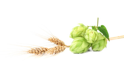 Close up of hop flowers.