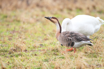 Obraz na płótnie Canvas Swan Goose (Anser cygnoides) in Japan