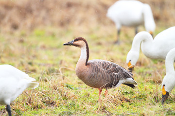 Swan Goose (Anser cygnoides) in Japan