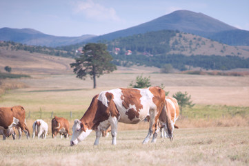 Fototapeta na wymiar cows grazing on a meadow