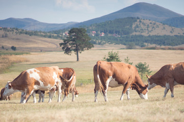Fototapeta na wymiar cows grazing on a meadow