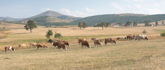 Obraz na płótnie Canvas drove of cows