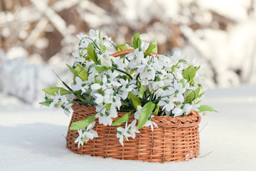 greater basket with snowdrops  in a snow