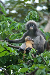 Monkey mother and her baby ( Presbytis Obscura Reid ).