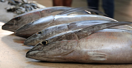 Fresh tuna at market (Funchal, Madeira)