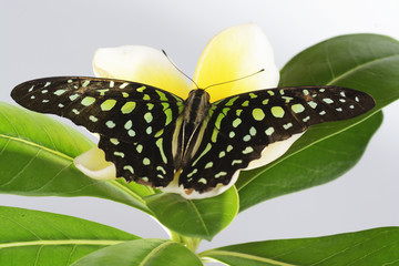 butterfly series tree