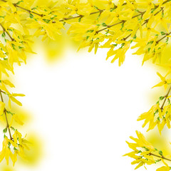 Forsythia