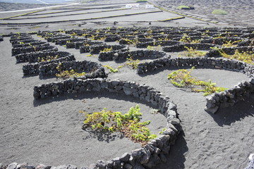 Lanzarote’s Volcanic Vineyards,