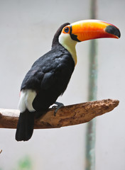 Toucan