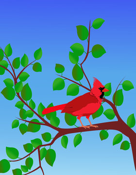 Red Cardinal In A Summer Tree