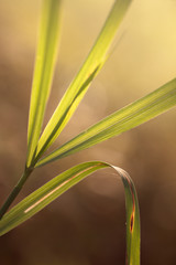 leaves of grass in backlight