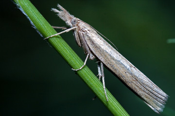 grey white little  butterfly trichoptera