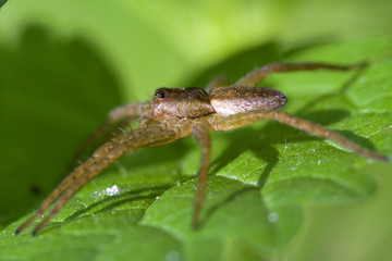 heteropods sicariidae loxosceles