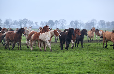 Naklejka na ściany i meble horses herd on misty pasture