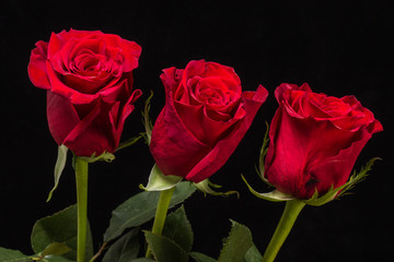 Rose rosse