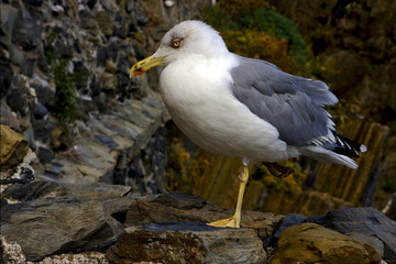sea gull  rest