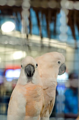 white parrot