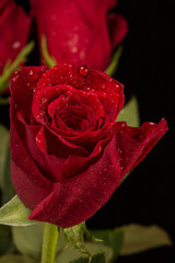 Rosa rossa