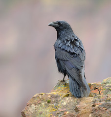 Raven posing on a rock