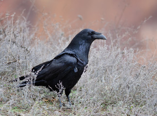Raven in grass