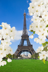 Eiffel Tower with  blossoming tree, France