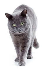 Green eyed Maltese cat also known as the British Blue