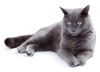 Green eyed Maltese cat also known as the British Blue