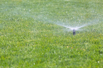 Sprinkler watering grass