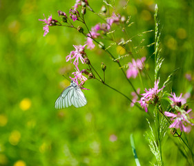 Butterfly on the flower