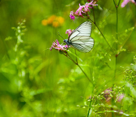 Butterfly on the flower