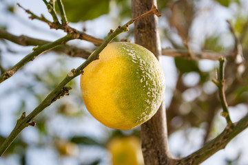 lemon