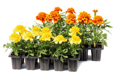 Tagetes flower seedlings in containers isolated on white backgro