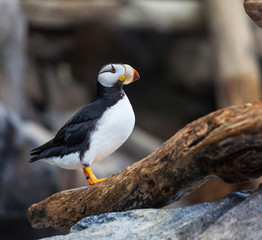 Puffin