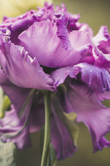 Petali danzanti
