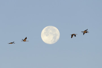 Common cranes flying in front of full moon
