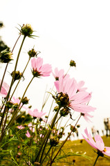 pink garden cosmos flower from face to sunrise in field