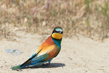 european bee eater